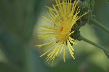 Detalle de una flor amarilla