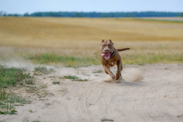 Pit Bull Terrier quickly runs along the dusty road.