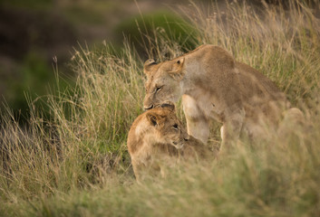 Naklejka na ściany i meble Lion and cub, Masai Mara, Kenya