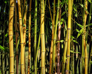 Yellow and green bamboo stems