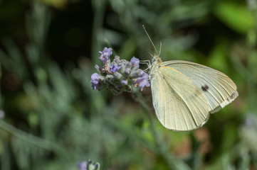 Cabbage white butterfly on lavender plant
