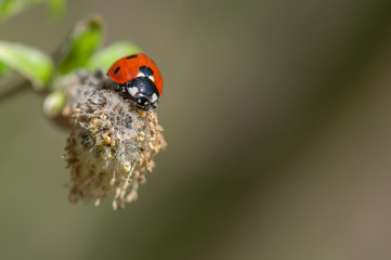 7 spot ladybird on seedhead