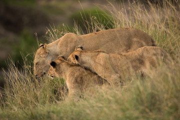 Lion cubs moving close  to mother