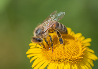 Honeybee on yellow flower