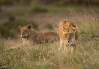 Obraz na płótnie Canvas Lions in the grassland of Masai Mara, Kenya