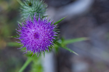 Purple thistle with pollen
