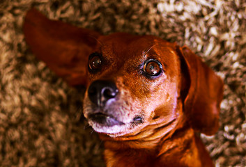 
detail of small brown dog of breed dachshund