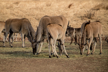Wild eland antelopes in their natural habitat