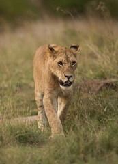 closeup of a Lion cub, Masai Mara, Kenya