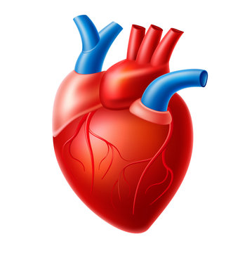 Vector realistic heart blood pump organ with veins