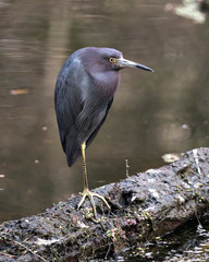 Little Blue Heron bird Stock Photos. Close-up profile view perched on a log by the water and displaying blue feathers, head, beak, eye, plumage, feet in its habitat. Image. Portrait. Picture.