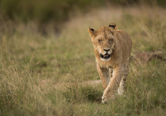 Lion cub in the grassland of Masai Mara