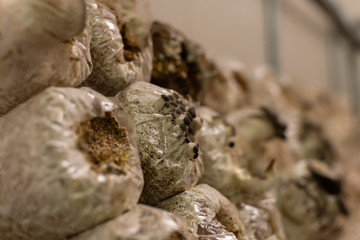 mushrooms growing in plastic bag