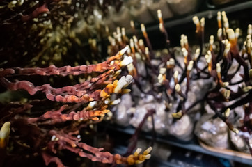 mushroom ganoderma in the farm