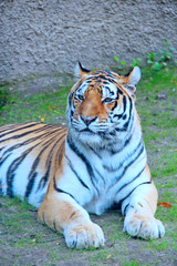 Beautiful tiger living in zoo. big predatory cat. Feline
