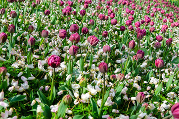 Blossoming unusually beautiful fields of tulips.