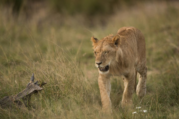 Obraz na płótnie Canvas closeup of a Lion cub walking in savannah