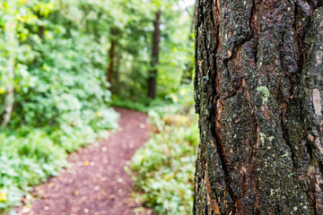 Nature reserve Wilhelmsdorf Pfrunger Ried in Upper Swabia