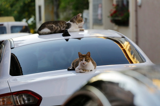 Two stray cats lies on top of a car parked in a street of the city of Istanbul, Turkey.