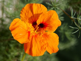 orange flowers of nasturtium plant close up