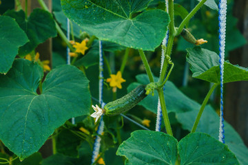 Cucumbers in the beds