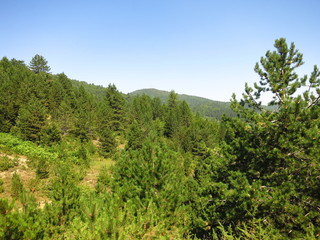 Fototapeta na wymiar Hiking in forest in Dardhe, Albania