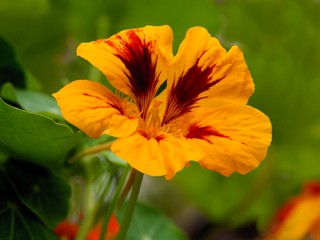 orange flowers of nasturtium plant close up