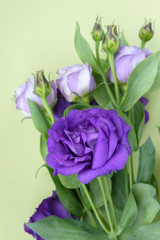 Beautiful bouquet of white and purple flowers. Decorative flower arrangement for the holiday. Closeup.