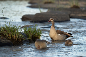 Egyptian goose feeding  in the river channel,  Masai Mara