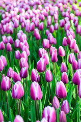 Field of flowering lilac-white tulips.