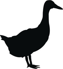 black duck isolated on white