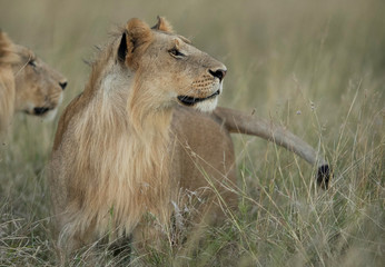 Lions in the evening light, Masai Mara