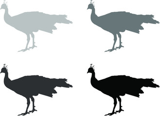 peacock vector illustration