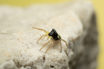 Kupfrige Sonnenspringspinne (Heliophanus cupreus), Springspinne
