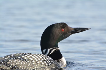 Close up Photo of Loon Swimmin in Lake