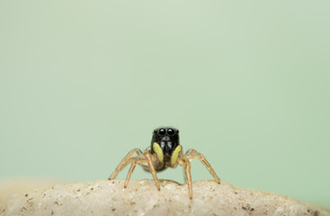 Kupfrige Sonnenspringspinne (Heliophanus cupreus), Springspinne