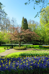 Spring Park with blooming daffodils and tulips