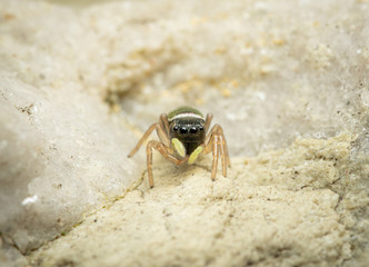 Kupfrige Sonnenspringspinne (Heliophanus cupreus), Springspinne