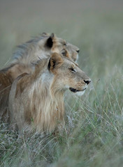 Lions in the evening light, Masai Mara
