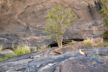 Egyptian goose in the rocky habitat, Masai Mara