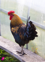 Beautiful cockerel. Countryside in a farm. Young bird. Freedom animal. 