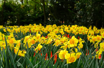 Obraz premium Flowering daffodils and red-yellow pointed tulips. Holland