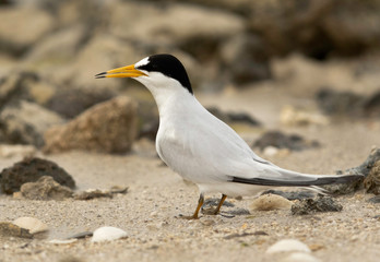 Saunders tern at Busaiteen coast, Bahrain