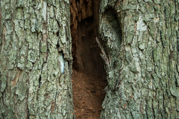 hollow in an old tree