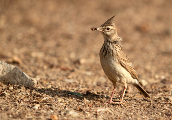 Crested Lark holding a catch,  bahrain