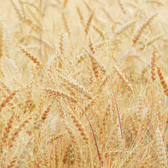 Ripe rye ears in an open field