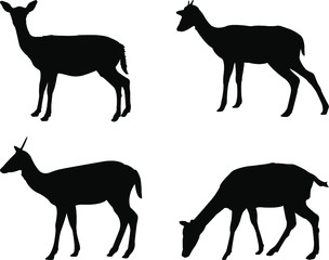 silhouettes of deer