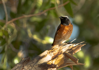 Common Redstart perched on a tree, Bahrain