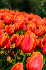 Very beautiful bright red tulips with a yellow edging along the edges of the petals. Netherlands