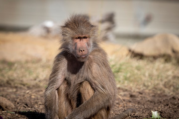 An adolescent Hamadryas Baboon relaxing in the sunshine